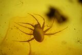 Detailed Fossil Predatory Mite (Parasitidae) In Baltic Amber #163463-2